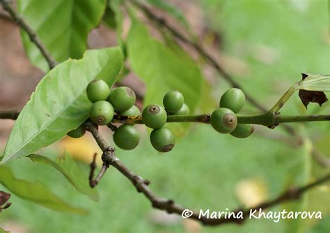 Trees of Tropical Asia - Coffea liberica