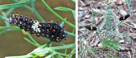 Black swallowtail, Papilio polyxenes – Wisconsin Horticulture