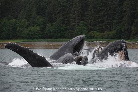 Humpback whales bubble-net feeding — Photo Tours