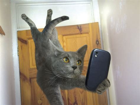 Download Smartphone Selfie Funny Cat 4k Ultra HD Wallpaper