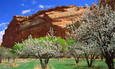 Historic Fruita Utah, Capitol Reef National Park - AllTrips