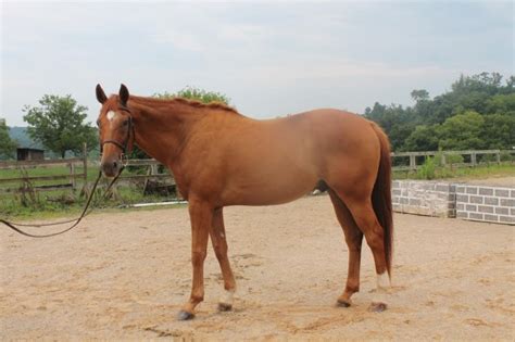 5 Free Horses in Search of Forever Homes | HORSE NATION