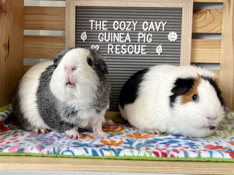 Adopt — The Cozy Cavy Guinea Pig Rescue