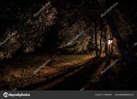 Horror Halloween concept. Burning old oil lamp in forest at night ...