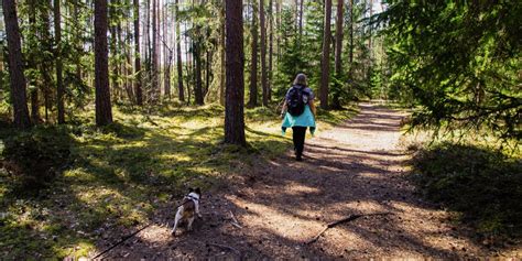 Free Images : tree, natural environment, wilderness, trail, woodland ...