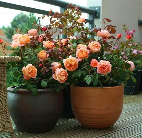 35 Mind Blowing Pictures of Roses in Pots in 2021 | Rose seeds, Beautiful rose flowers ...