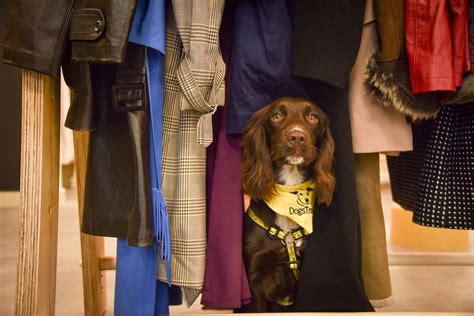 Dogs Trust - Flagship store in Brighton - Pattons