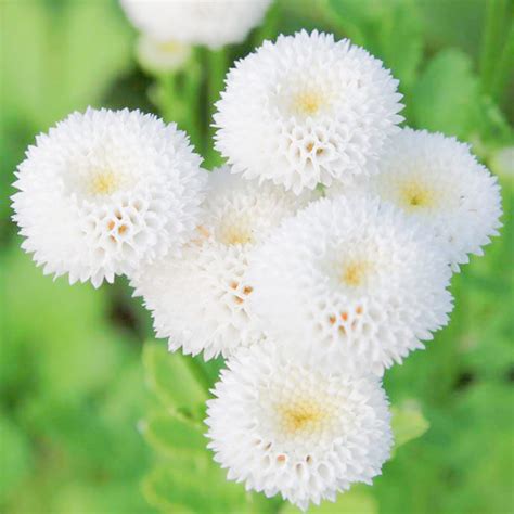 100 SnowBall Daisy Seeds - Welldales