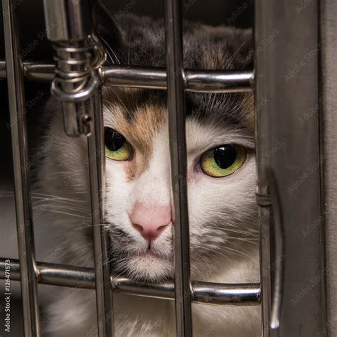 Cat in jail Stock Photo | Adobe Stock