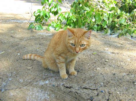 Turquoise Eyes Ginger Cat — Russian Cats Pictures