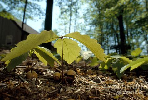 Oak Seedlings Photograph by James L. Amos - Fine Art America