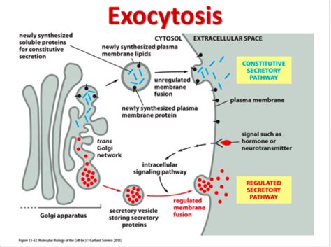 Exocytosis Diagram