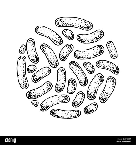 Hand drawn probiotic propionibacterium bacteria. Good microorganism for human health and ...