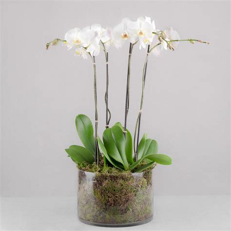 POTTED ORCHIDS IN GLASS – Say It With Flowers