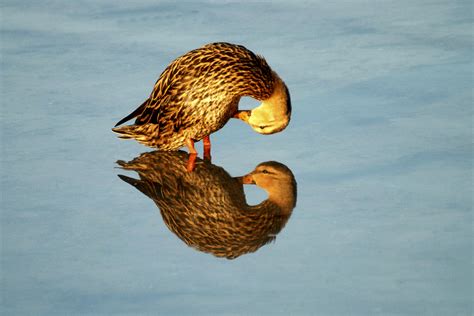 Nature’s “Mirror Mirror”: 13 Spectacular Photos with Water Reflection ...