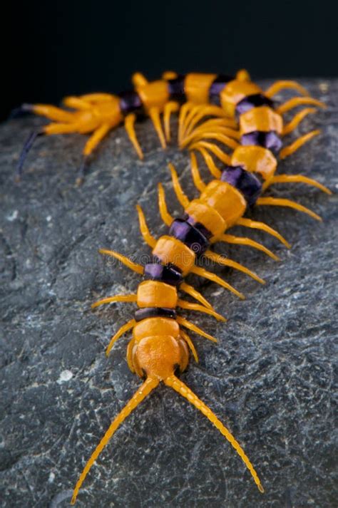 Centipede / Scolopendra Hardwickei Stock Photo - Image: 44563294