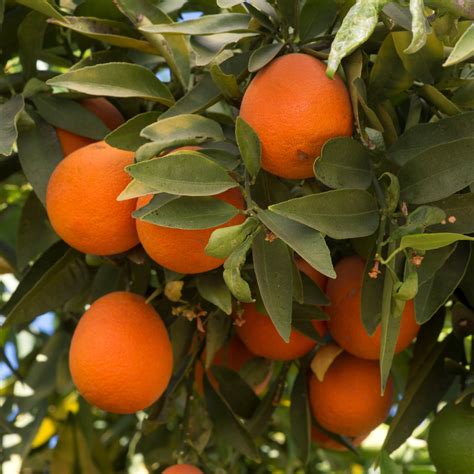 Florida Red Lime Trees For Sale | Backyard Citrus Trees