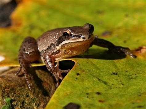 Wild Profile: Meet the chorus frog - Cottage Life