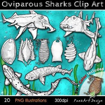 Oviparous Sharks & Eggs {PaezArtDesign} by PaezArtDesign | TpT