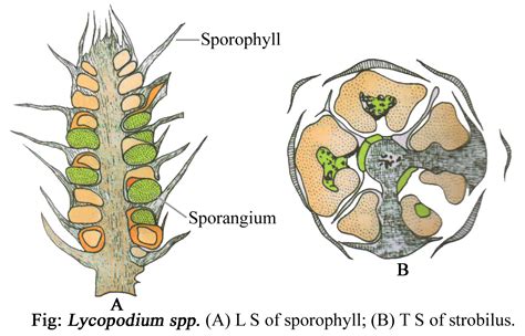 LYCOPODIUM - CLASSIFICATION, STRUCTURE OF SPOROPHYTE, REPRODUCTION, STRUCTURE OF GAMETOPHYTE AND ...