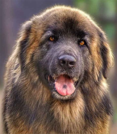 Tibetan Mastiff Temperament (Meet The Imposing Giant)