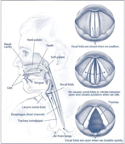 Cough Reflex TeachMePhysiology