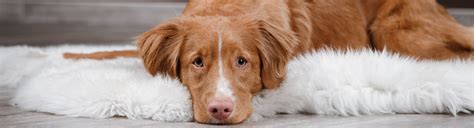 How to Treat Anemia in Dogs | Boynton Beach Vets