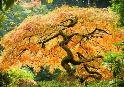 Japanese Maples for Fall Color | The Tree Center™