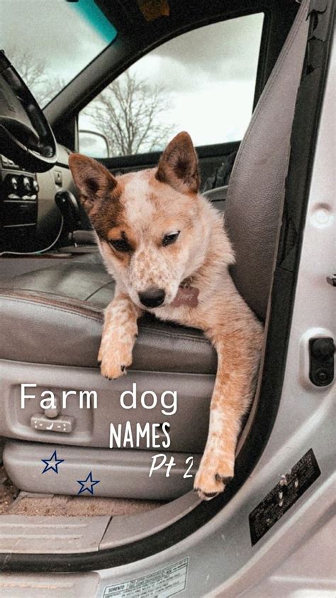 Farm dog Names Pt 2 ☆ ☆ | Dog names, Farm dogs, Cute names for dogs