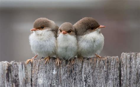 Angry Looking Cute Little Birds HD Wallpaper | HD Nature Wallpapers