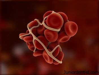 What are the 13 Blood Coagulation Factors | Blood Coagulation Factors