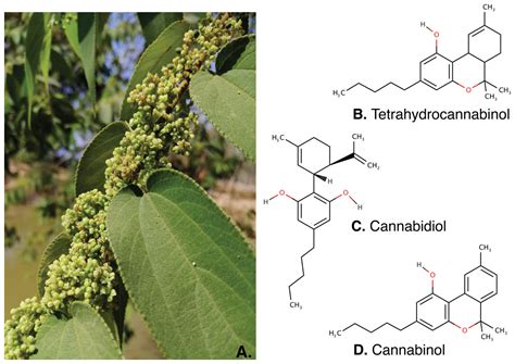 Cannabinoids from inflorescences fractions of Trema orientalis (L ...