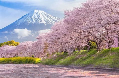 Núi Phú Sĩ - Ngắm Trọn Vẻ đẹp Hùng Vĩ Của Mount Fuji