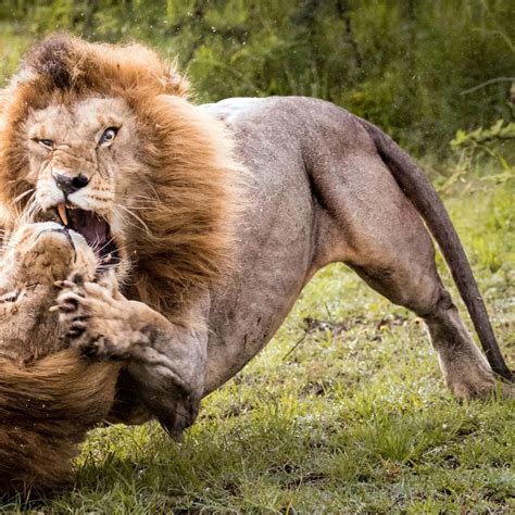 Worlds Largest Lion Ever Recorded