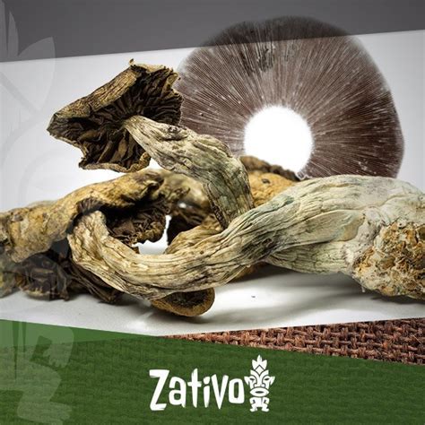 How To Make Your Own Magic Mushroom Spore Prints - Zativo