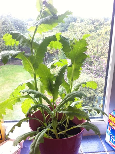 houseplants - Is this plant some kind of Poppy? - Gardening ...