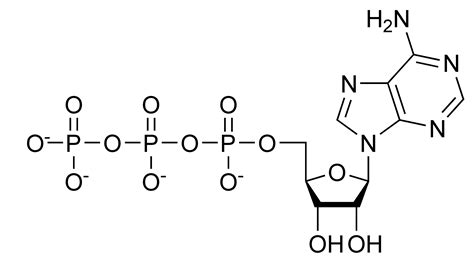 File:ATP chemical structure.png - Wikimedia Commons