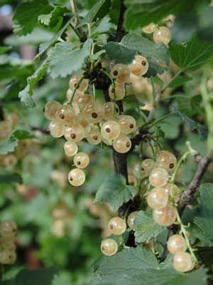 White currant Grow Guide