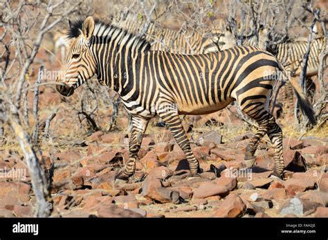 Hartmann's mountain zebras (equus zebra hartmannae), Grootberg Plateau, Kunene Region, Namibia ...