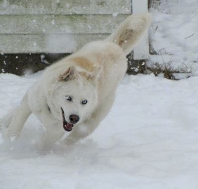 Droll Arctic Wolf Siberian Husky Hybrid - l2sanpiero