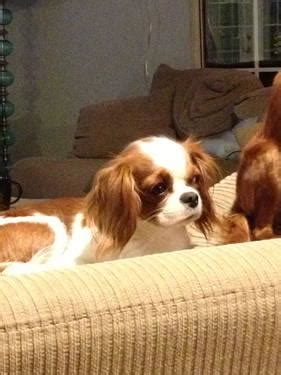 Cavalier King Charles Spaniel male rescue for Sale in Naples, Florida ...