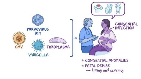 Cytomegalovirus (CMV), parvovirus B19, varicella zoster, and ...