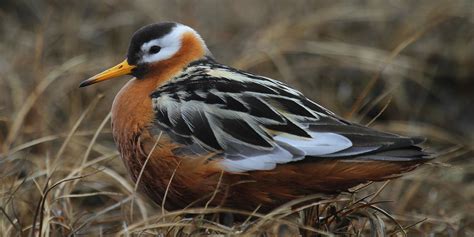 Red-necked Phalarope | AFSI