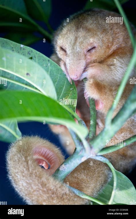 Cyclopes didactylus hi-res stock photography and images - Alamy