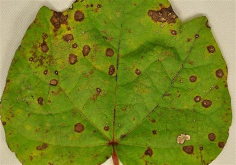 Cercospora Leaf Spot Symptoms: Spot the Signs Early!