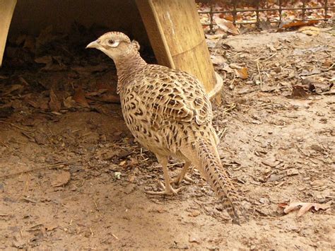 The Online Zoo - Common Pheasant