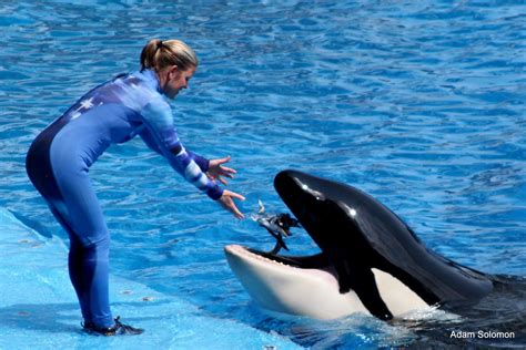 Trainer Feeding Orca | A trainer feeding an orca at SeaWorld… | Flickr