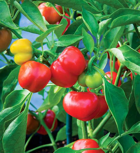 Pimiento Pepper: Classic Sweet Mild Flavor & High Yields