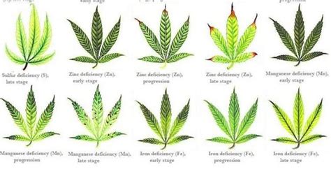 Printable Marijuana Leaf Deficiency Chart