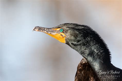 Cormorant | Tony's Takes Photography